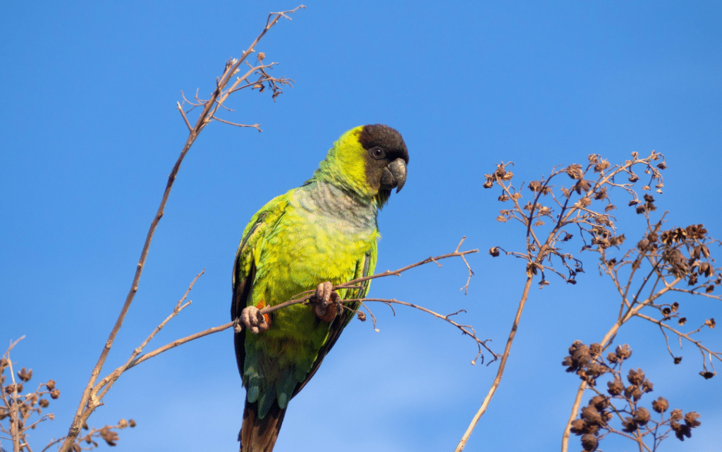 Colorful tropical parrot perched against blue sky